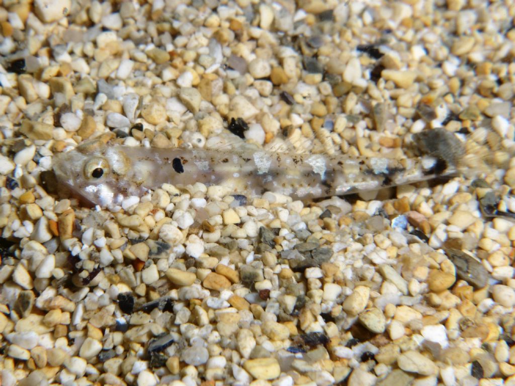 Pomatoschistus cf. bathi